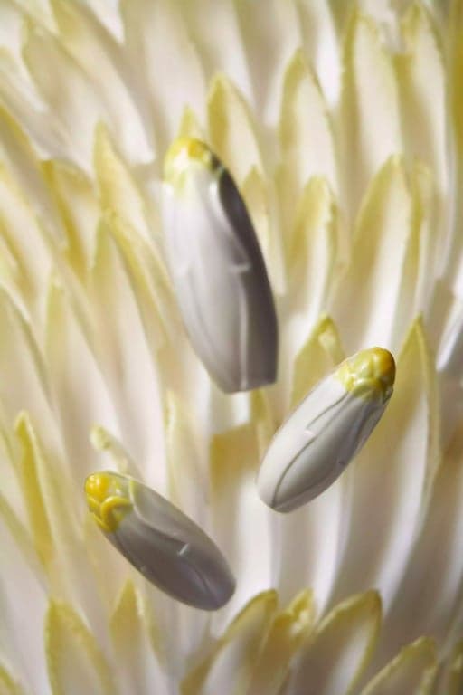 Photographie culinaire 8
